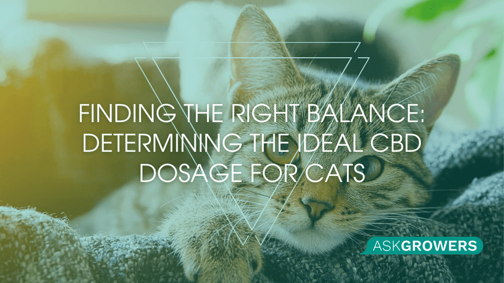 Finding the Right Balance: Determining the Ideal CBD Dosage for Cats